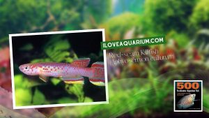 Ebook freshwater aquarium fish KILLIFISH Red seam Killifish Aphyosemion calliurum