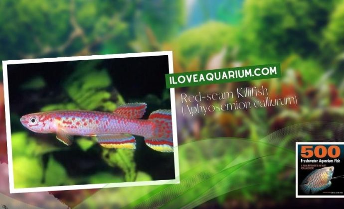 Ebook freshwater aquarium fish KILLIFISH Red seam Killifish Aphyosemion calliurum