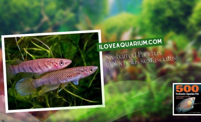 Ebook freshwater aquarium fish KILLIFISH Six barred Panchax Aplocheilus sexfasciatus