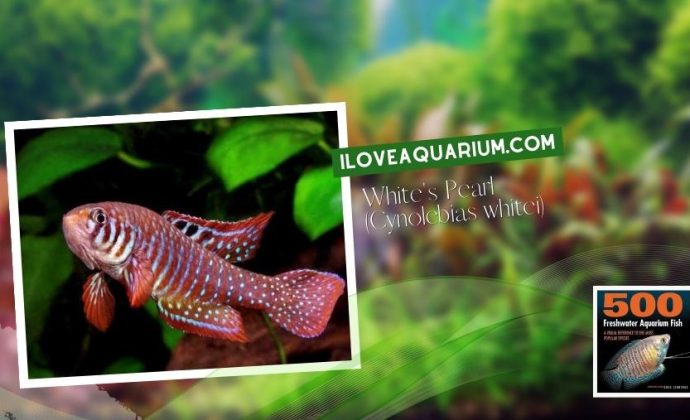 Ebook freshwater aquarium fish KILLIFISH Whites Pearl Cynolebias whitei
