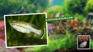 Ebook freshwater aquarium fish LIVEBREAVERS Ameca Ameca splendens