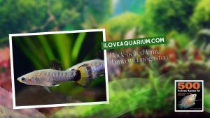 Ebook freshwater aquarium fish LIVEBREAVERS Black bellied Limia Limia melanogaster