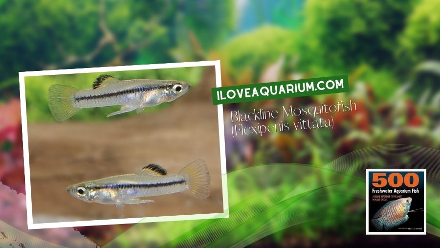 Ebook freshwater aquarium fish LIVEBREAVERS Blackline Mosquitofish Flexipenis vittata