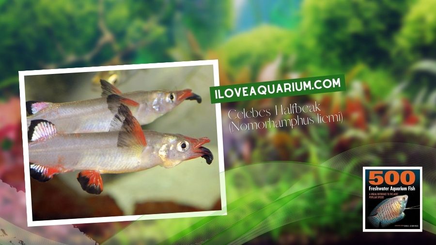Ebook freshwater aquarium fish LIVEBREAVERS Celebes Halfbeak Nomorhamphus liemi