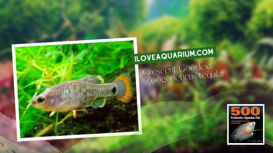 Ebook freshwater aquarium fish LIVEBREAVERS Crescent Goodeid Zoogoneticus tequila