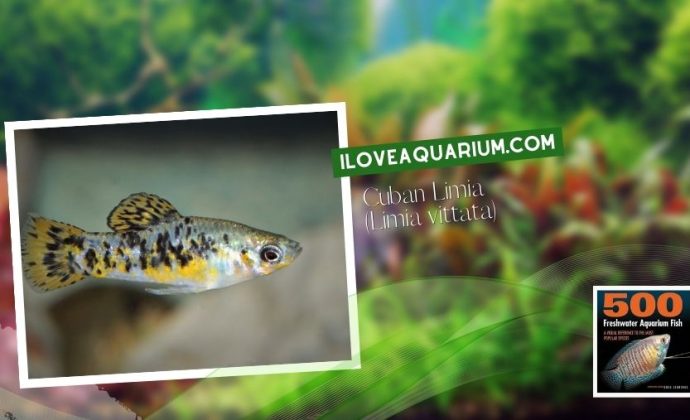 Ebook freshwater aquarium fish LIVEBREAVERS Cuban Limia Limia vittata