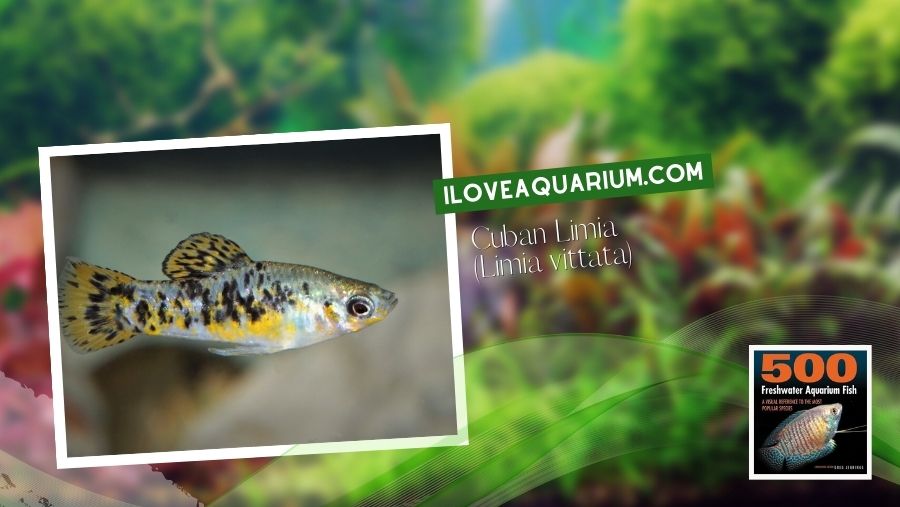 Ebook freshwater aquarium fish LIVEBREAVERS Cuban Limia Limia vittata