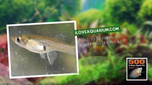 Ebook freshwater aquarium fish LIVEBREAVERS Eastern Mosquitofish Gambusia holbrooki