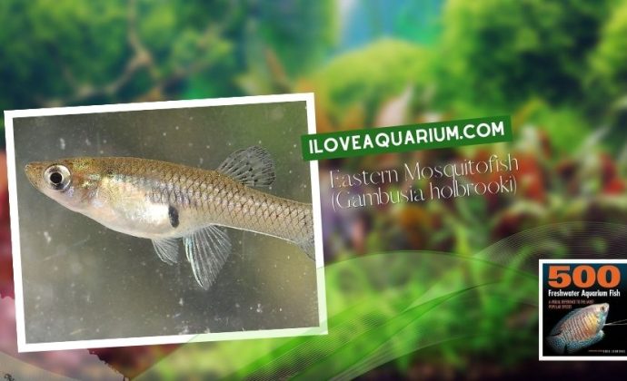 Ebook freshwater aquarium fish LIVEBREAVERS Eastern Mosquitofish Gambusia holbrooki
