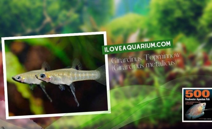 Ebook freshwater aquarium fish LIVEBREAVERS Girardinus Topminnow Girardinus metallicus