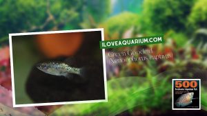Ebook freshwater aquarium fish LIVEBREAVERS Green Goodeid Xenoophorus captivus