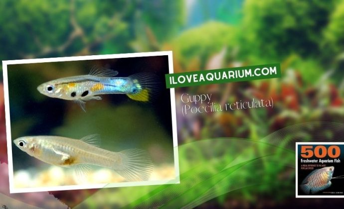 Ebook freshwater aquarium fish LIVEBREAVERS Guppy Poecilia reticulata