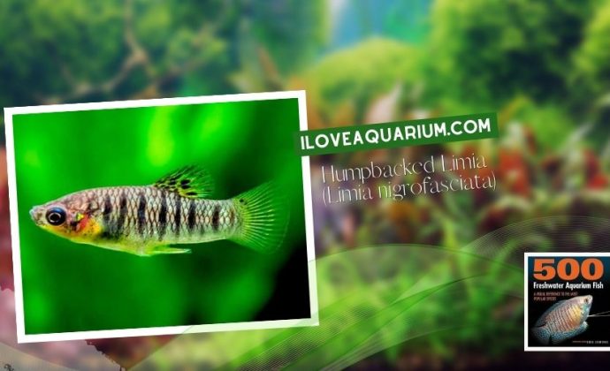 Ebook freshwater aquarium fish LIVEBREAVERS Humpbacked Limia Limia nigrofasciata