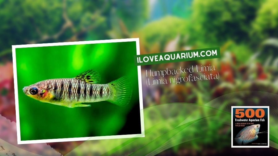 Ebook freshwater aquarium fish LIVEBREAVERS Humpbacked Limia Limia nigrofasciata