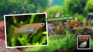 Ebook freshwater aquarium fish LIVEBREAVERS Knife Livebearer Alfaro cultratus