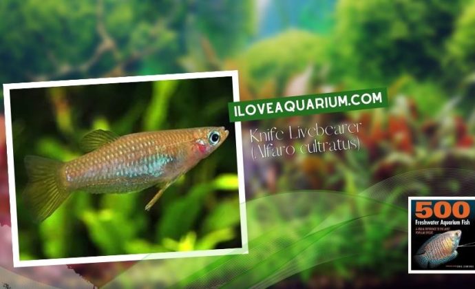 Ebook freshwater aquarium fish LIVEBREAVERS Knife Livebearer Alfaro cultratus