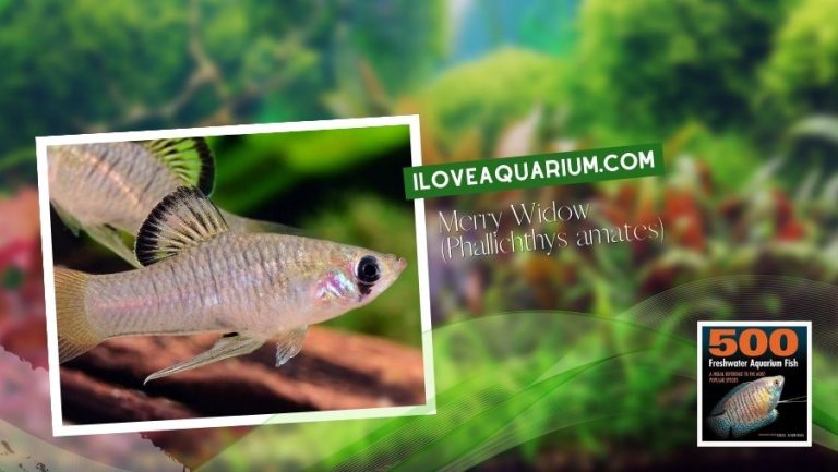 [Ebook] 500 freshwater aquarium fish - Livebeavers - Merry Widow ...