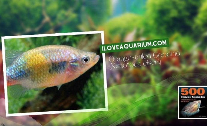 Ebook freshwater aquarium fish LIVEBREAVERS Orange tailed Goodeid Xenotoca eiseni