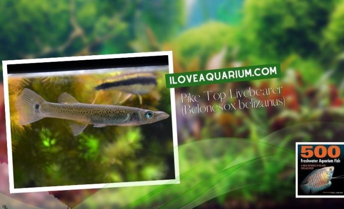 Ebook freshwater aquarium fish LIVEBREAVERS Pike Top Livebearer Belonesox belizanus