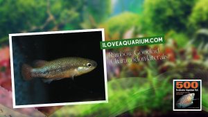 Ebook freshwater aquarium fish LIVEBREAVERS Rainbow Goodeid Characodon lateralis
