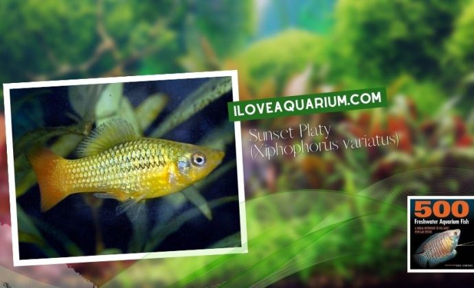 Ebook freshwater aquarium fish LIVEBREAVERS Sunset Platy Xiphophorus variatus