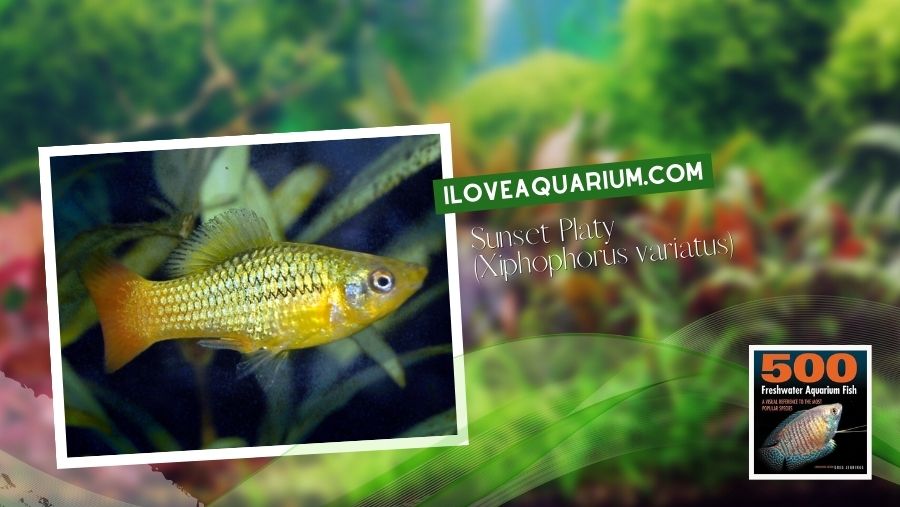 Ebook freshwater aquarium fish LIVEBREAVERS Sunset Platy Xiphophorus variatus