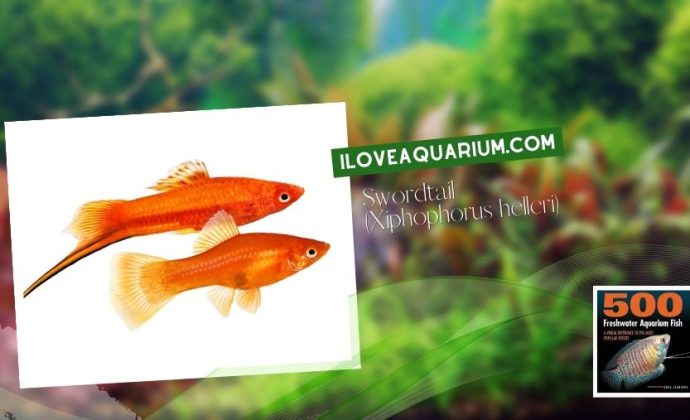 Ebook freshwater aquarium fish LIVEBREAVERS Swordtail Xiphophorus helleri