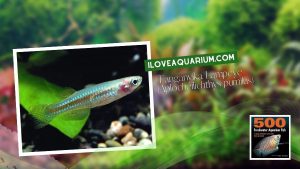 Ebook freshwater aquarium fish LIVEBREAVERS Tanganyika Lampeye Aplocheilichthys pumilus