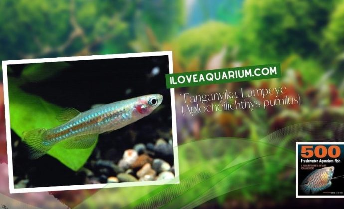 Ebook freshwater aquarium fish LIVEBREAVERS Tanganyika Lampeye Aplocheilichthys pumilus