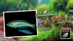 Ebook freshwater aquarium fish LIVEBREAVERS Tanganyika Pearl Killifish Lamprichthys tanganicanus