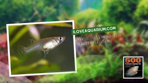 Ebook freshwater aquarium fish LIVEBREAVERS Western Mosquitofish Gambusia affinis