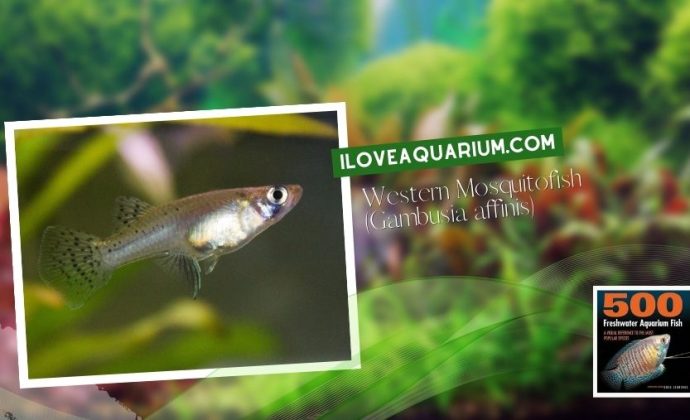 Ebook freshwater aquarium fish LIVEBREAVERS Western Mosquitofish Gambusia affinis