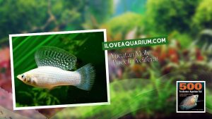 Ebook freshwater aquarium fish LIVEBREAVERS Yucatan Molly Poecilia velifera