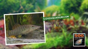 Ebook freshwater aquarium fish LOACHES and SUCKERS Banded Loach Botia helodes