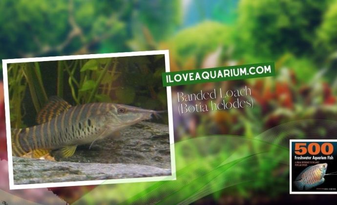 Ebook freshwater aquarium fish LOACHES and SUCKERS Banded Loach Botia helodes