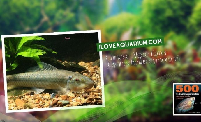 Ebook freshwater aquarium fish LOACHES and SUCKERS Chinese Algae Eater Gyrinocheilus aymonieri