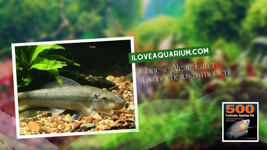 Ebook freshwater aquarium fish LOACHES and SUCKERS Chinese Algae Eater Gyrinocheilus aymonieri