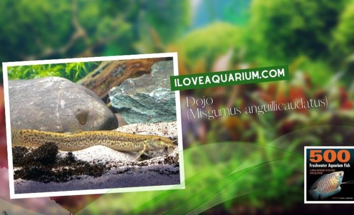 Ebook freshwater aquarium fish LOACHES and SUCKERS Dojo Misgurnus anguillicaudatus