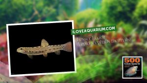 Ebook freshwater aquarium fish LOACHES and SUCKERS Lesser Loach Lepidocephalus thermalis