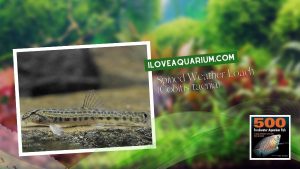 Ebook freshwater aquarium fish LOACHES and SUCKERS Spined Weather Loach Cobitis taenia