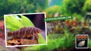 Ebook freshwater aquarium fish LOACHES and SUCKERS Zebra Loach Botia striata