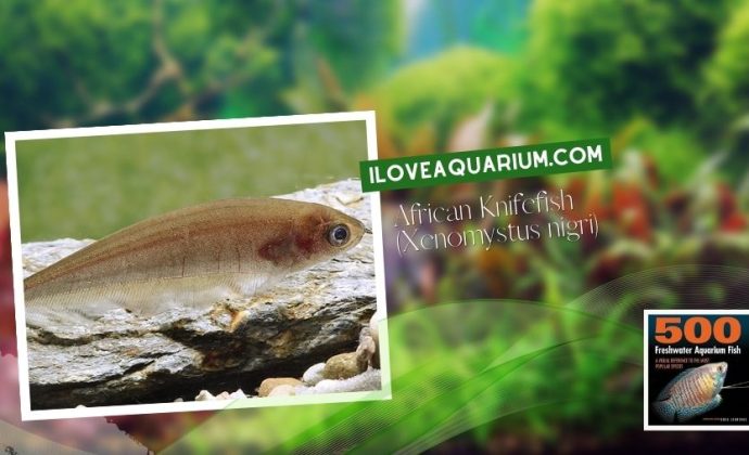 Ebook freshwater aquarium fish MISCELLANEOUS FISH African Knifefish Xenomystus nigri
