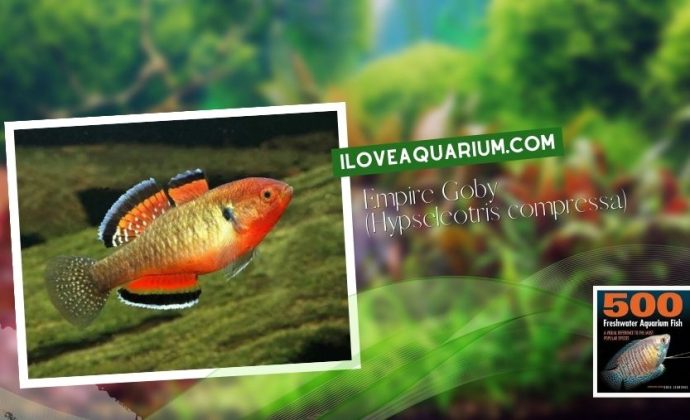 Ebook freshwater aquarium fish MISCELLANEOUS FISH Empire Goby Hypseleotris compressa