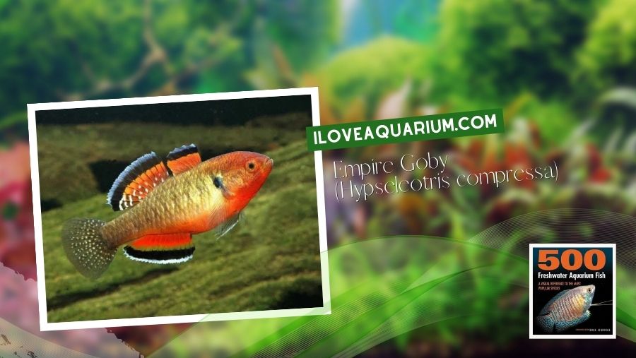 Ebook freshwater aquarium fish MISCELLANEOUS FISH Empire Goby Hypseleotris compressa
