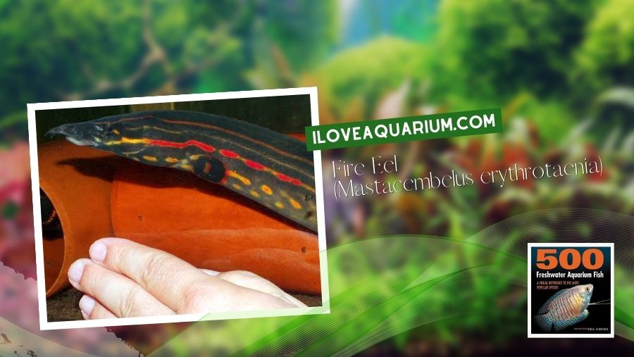 Ebook freshwater aquarium fish MISCELLANEOUS FISH Fire Eel Mastacembelus erythrotaenia