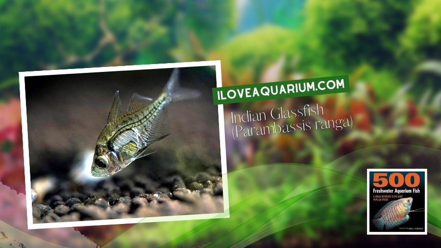 Ebook freshwater aquarium fish MISCELLANEOUS FISH Indian Glassfish Parambassis ranga