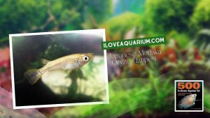 Ebook freshwater aquarium fish MISCELLANEOUS FISH Japanese Medaka Oryzias latipes