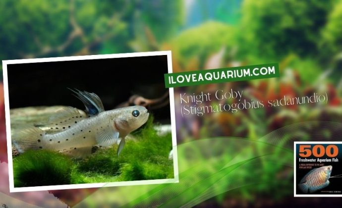 Ebook freshwater aquarium fish MISCELLANEOUS FISH Knight Goby Stigmatogobius sadanundio