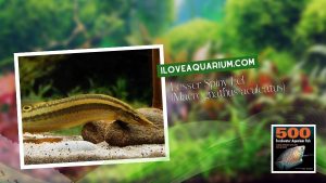 Ebook freshwater aquarium fish MISCELLANEOUS FISH Lesser Spiny Eel Macrognathus aculeatus