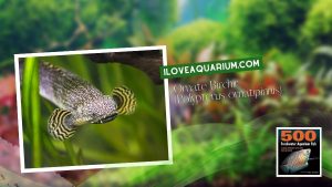Ebook freshwater aquarium fish MISCELLANEOUS FISH Ornate Birchir Polypterus ornatipinnis